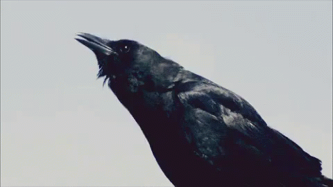 Fabiuta